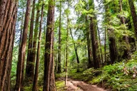 San Francisco Golden Gate Sausalito Muir Woods Private Tour thumbnail 4