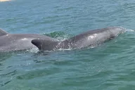 Anna Maria Island Kayaking with Dolphins at Sunset thumbnail 2