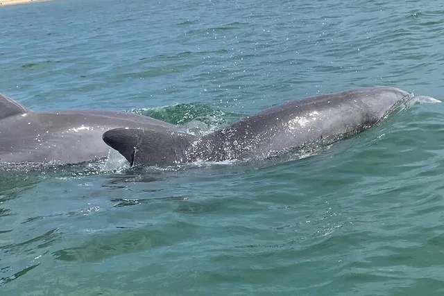 Anna Maria Island Kayaking with Dolphins at Sunset - Image 2