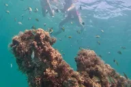 Fort Lauderdale Snorkel, Kayak & SUP Adventure thumbnail 3