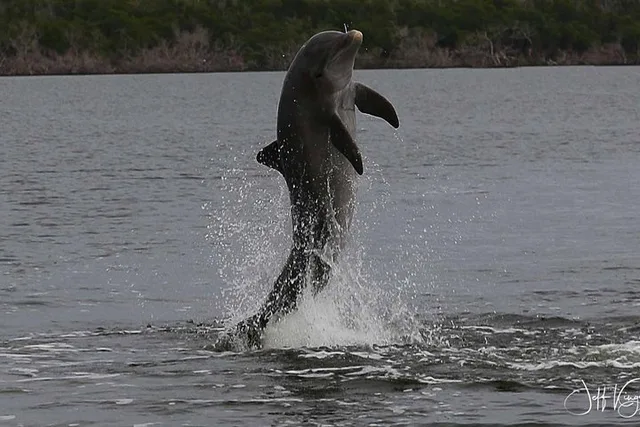 Everglades Dolphin, Manatee and Birding Boat Tour - Image 6