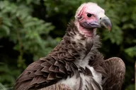 Atlanta Zoo Admission thumbnail 5