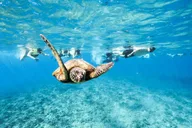 Waikiki Snorkeling Tour with Sea Turtles thumbnail 1