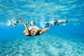 Waikiki Snorkeling Tour with Sea Turtles