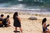 Honolulu Circle Island Tour with Pearl Harbor thumbnail 6