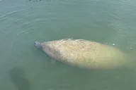 John's Pass Sandbar and Dolphin Cruise thumbnail 3