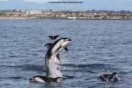 Oceanside Whale Watching Tour 2 hr thumbnail 5