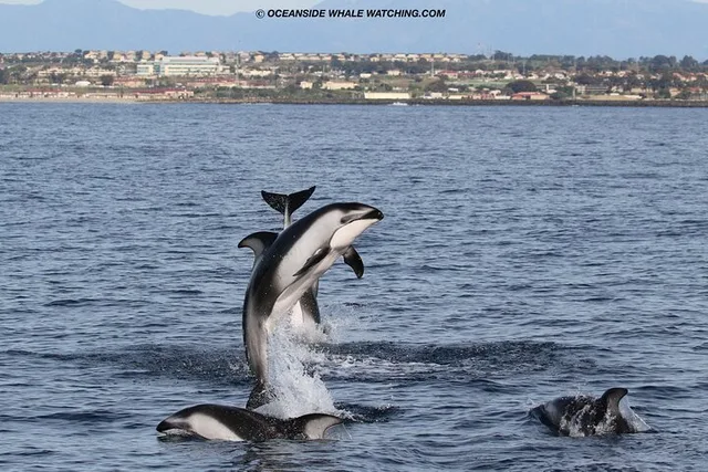 Oceanside Whale Watching Tour 2 hr - Image 5