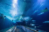 San Francisco Aquarium of the Bay Admission thumbnail 1