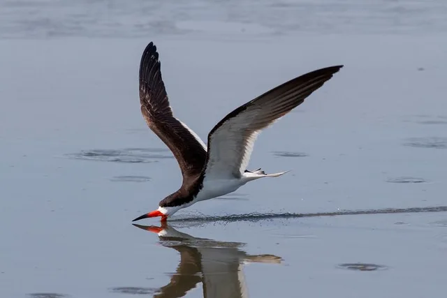 Cape May Birding and Wildlife Cruise - Image 2