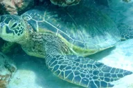Maui Molokini & Turtle Town Snorkel Tour 5 hr thumbnail 5