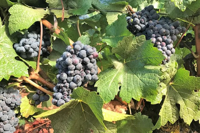 Portland Wine Tour in Willamette Valley - Image 4