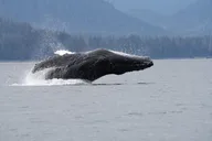 Sitka Whale Watching and Wildlife Tour thumbnail 6