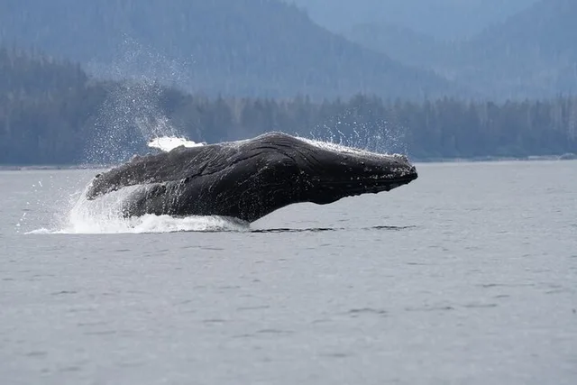 Sitka Whale Watching and Wildlife Tour - Image 6