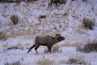Jackson Hole Grand Teton National Park Private Tour thumbnail 3