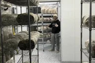 Chicago Indoor Mushroom Farm Experience thumbnail 4