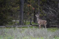 Yellowstone Hiking Adventure Full Day thumbnail 4