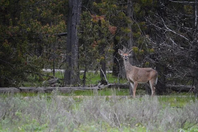 Yellowstone Hiking Adventure Full Day - Image 4