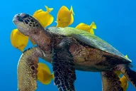 Kona Scuba Dive Boat Trip thumbnail 3