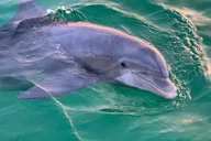 Panama City Beach Dolphin and Sightseeing Tour 2 hr thumbnail 6