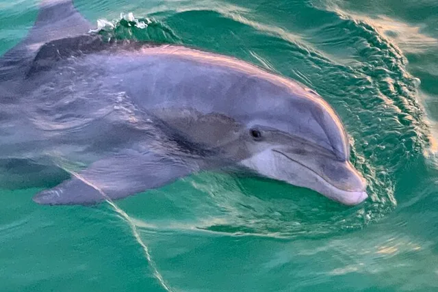 Panama City Beach Dolphin and Sightseeing Tour 2 hr - Image 6