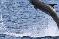 Newport Beach Whale Watching Tour 2 hr thumbnail 2