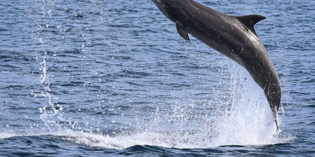 Newport Beach Whale Watching Tour 2 hr - Image 2