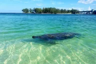Sarasota Bay Kayaking with Coastal Wildlife thumbnail 3