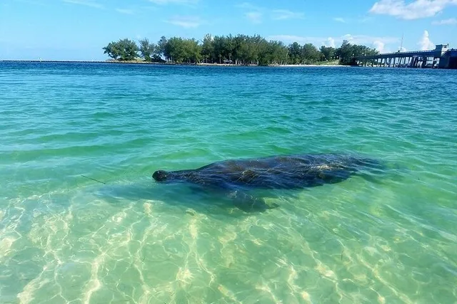 Sarasota Bay Kayaking with Coastal Wildlife - Image 3