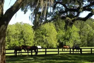 Charleston Plantation All-Access Tour thumbnail 3