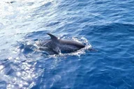 Port Aransas Dolphin Watch Boat Tour thumbnail 3