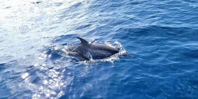 Port Aransas Dolphin Watch Boat Tour - Image 3