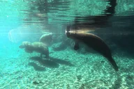 Crystal River Manatee Swim Tour thumbnail 5