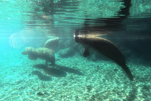 Crystal River Manatee Swim Tour - Image 5