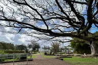 Hilo Volcanoes National Park Tour thumbnail 3
