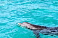 Destin Crab Island Excursion thumbnail 2