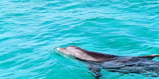 Destin Crab Island Excursion - Image 2