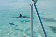 Destin Harbor Boat Ride and Dolphin Watching thumbnail 1