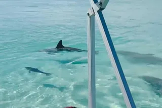 Destin Harbor Boat Ride and Dolphin Watching