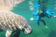 Crystal River Kayak and Swim with Manatees Tour 2.5 hr thumbnail 2
