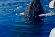 Lahaina Whale Watching Tour at Sunrise 2 hr thumbnail 2
