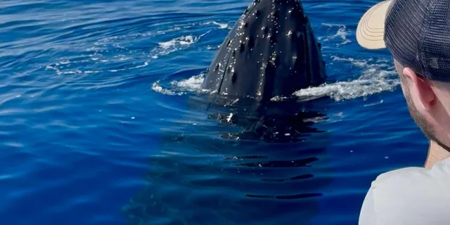 Lahaina Whale Watching Tour at Sunrise 2 hr - Image 2