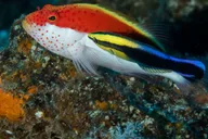 Lahaina Certified Shore Diving thumbnail 6