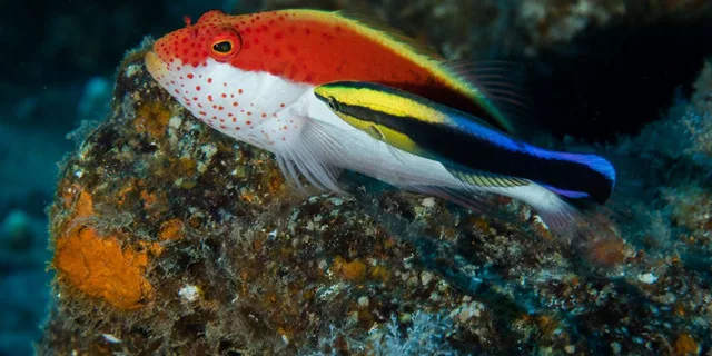 Lahaina Certified Shore Diving - Image 6