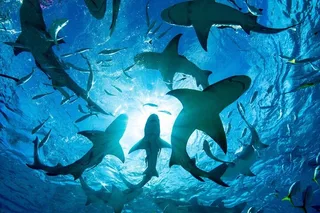 Oahu Shark-Dive Tour North Shore 2 hr