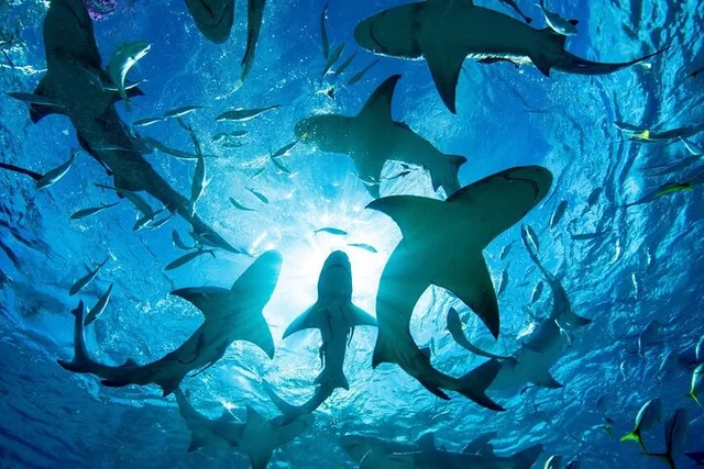 Oahu Shark-Dive Tour North Shore 2 hr - Image 1