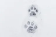 Yellowstone Winter Adventure thumbnail 6