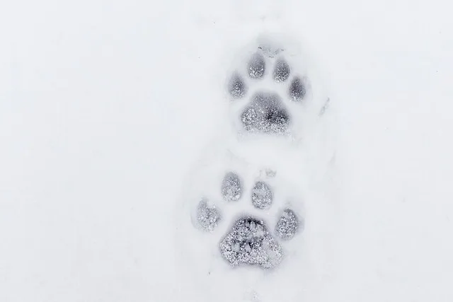 Yellowstone Winter Adventure - Image 6