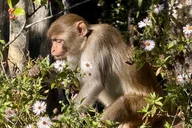 Silver Springs Florida Wildlife Kayak Tour thumbnail 6