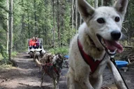 Skagway Yukon Dog Sledding and Sightseeing Tour thumbnail 5